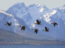Pink-footed Goose (Kortnebbgås)